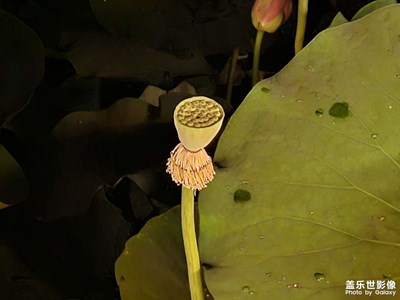 最美秋天甘肅西和！