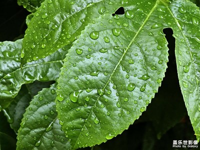 【最美初秋】秋雨