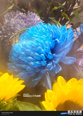 【隨處精彩】花－Z Fold5微距賞