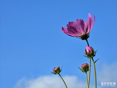 【再見夏天】那些花兒