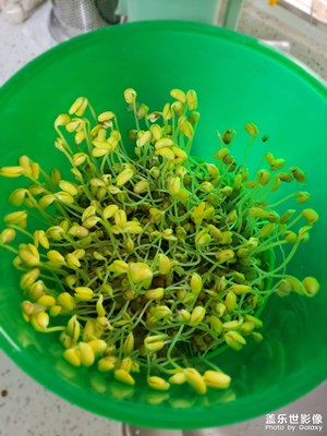 自發(fā)豆芽