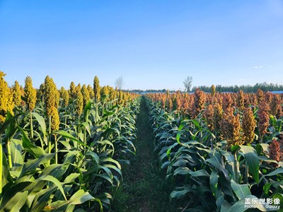 【最美初秋】+田間農(nóng)韻