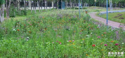 【再見(jiàn)夏天】+ 留住夏日記憶