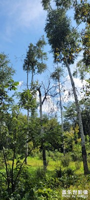 【最美初秋】+白樺林