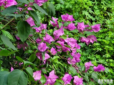 【最美初秋】+初秋街頭