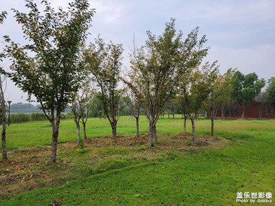 【最美初秋】+濕地公園漫步