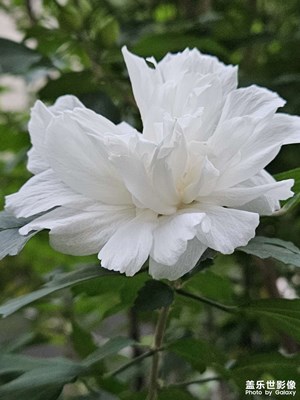 【光陰的故事】花開花落終有時