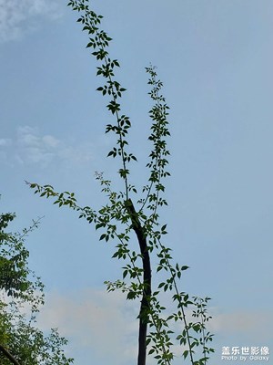 【光陰的故事】+光陰荏苒