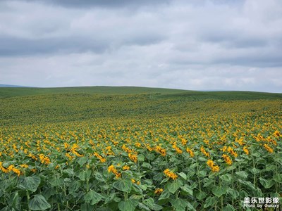 【光陰的故事】向日葵花海