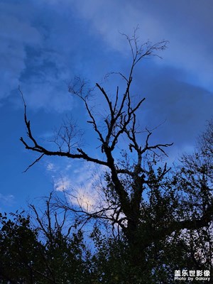 【最美初秋】大山里的胡楊樹剪影