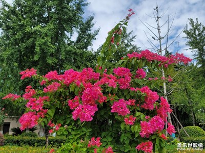 【最美初秋】初秋的花