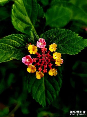 【雙節(jié)小長假】游園賞花