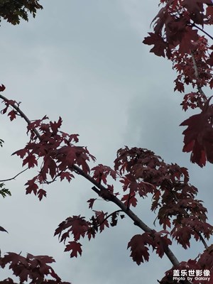 【雙節(jié)小長假】楓葉