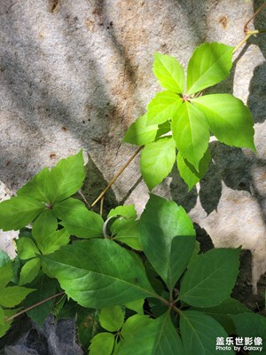 【雙節(jié)小長(zhǎng)假】拍拍綠葉