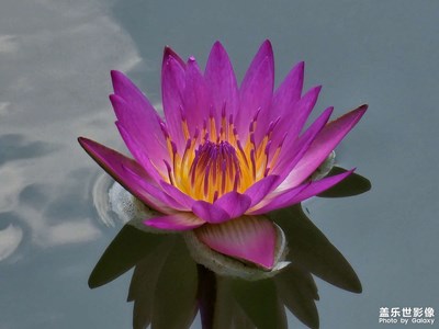 【雙節(jié)小長假】游園荷花