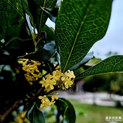 【雙節(jié)小長假】雙節(jié)桂花香