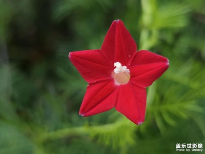 【雙節(jié)小長假】花兒獻祖國