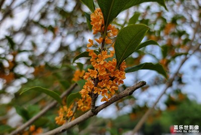 【雙節(jié)小長假】+桂湖園