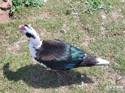 【雙節(jié)小長假】有趣的小動物