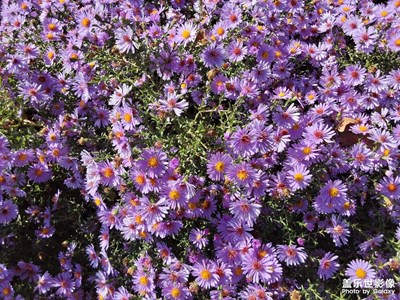 【雙節(jié)小長(zhǎng)假】 路邊花叢