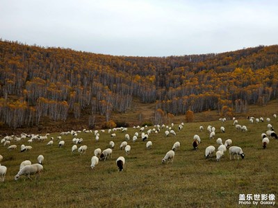 【雙節(jié)小長假】呼倫貝爾草原的秋天