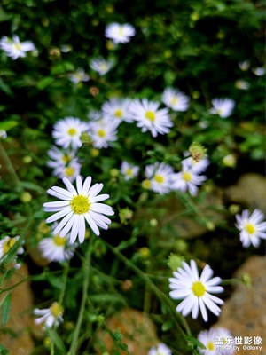 【別樣精彩】

一花一世界