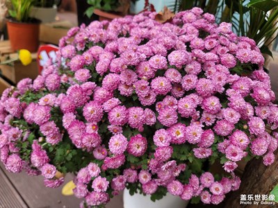 【雙節(jié)小長(zhǎng)假】賞花