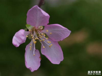 【別樣精彩】十月桃花開