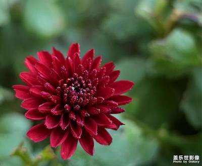 【雙節(jié)小長(zhǎng)假】花兒獻(xiàn)祖國(guó)（二）