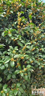 【別樣精彩】+休假or上班