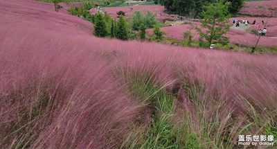 【雙節(jié)小長假】+粉黛子花海