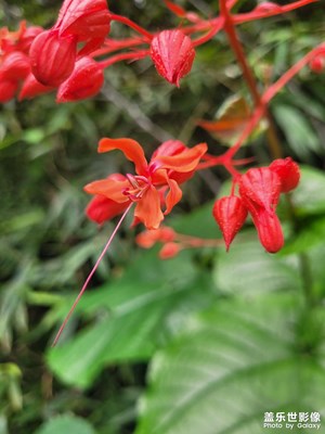 【雙節(jié)小長(zhǎng)假】紅花