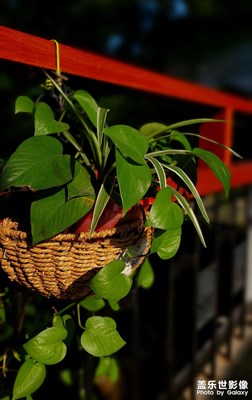 【雙節(jié)小長(zhǎng)假】南湖漫步隨拍