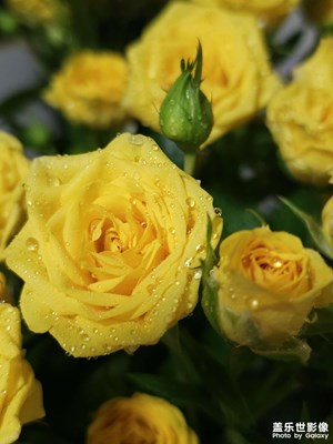 山姆撿漏的花??????