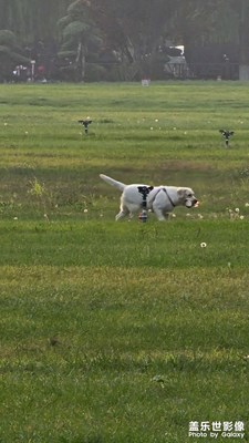 【鏡頭里的秋日私語】+綠地閑游