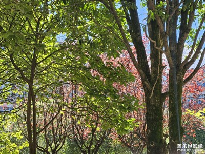 【鏡頭里的秋日私語(yǔ)】+樹葉花朵