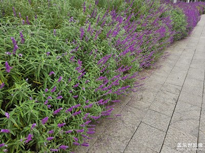 【鏡頭里的秋日私語(yǔ)】+涼風(fēng)颯爽