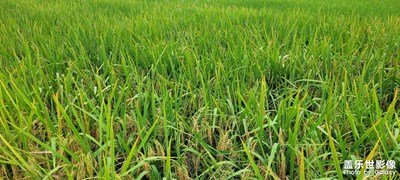 【賞秋正當(dāng)時(shí)】+收貨的季節(jié)