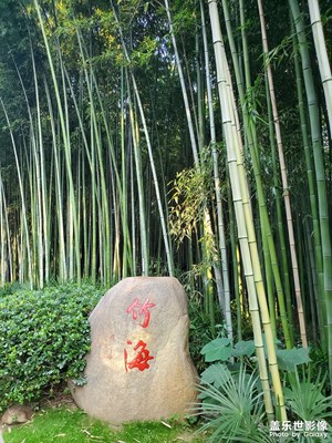 【賞秋正當(dāng)時(shí)】+竹葉正綠