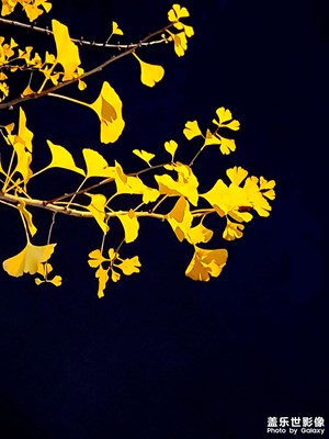 【賞秋正當(dāng)時(shí)】+夜晚的秋景