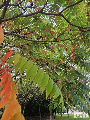 【賞秋正當(dāng)時(shí)】+公園秋色