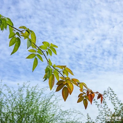 【賞秋正當(dāng)時】