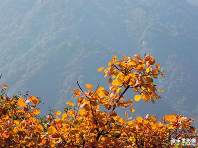 【賞秋正當(dāng)時(shí)】+ 紅葉