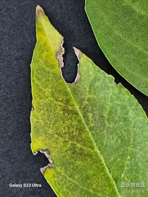 s23u主攝微距，很強(qiáng)。