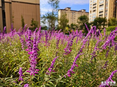 【賞秋正當(dāng)時(shí)】+我喜歡的秋天