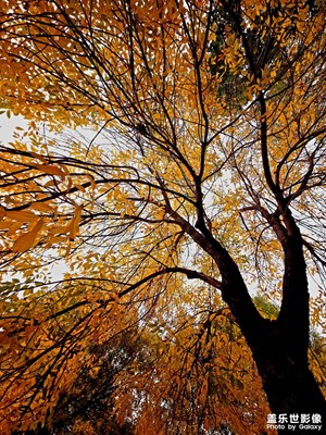 【精彩瞬間】+又是一個(gè)秋