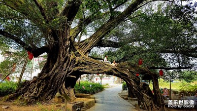 【賞秋正當(dāng)時(shí)】千年古榕·月亮山