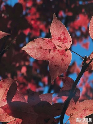 星攝-楓葉紅了??