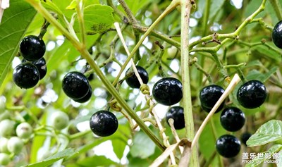 【影像的魅力】手機里的花果山