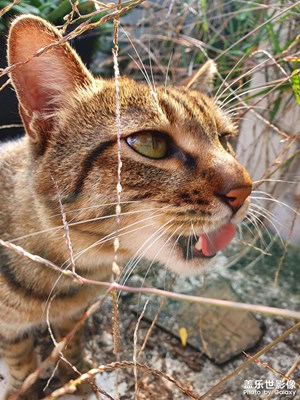 隨拍點(diǎn)滴，韓版機(jī)皇，寶刀未老！
